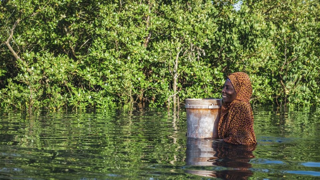 a call for mangrove protection