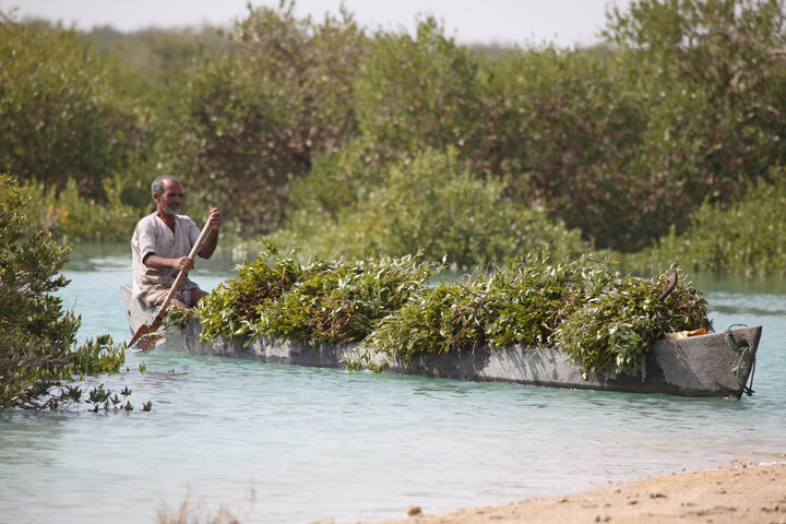 Soheili mangrove forest