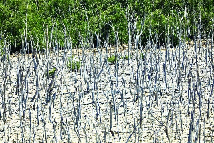 Fruit Farm Creek mangrove restoration update