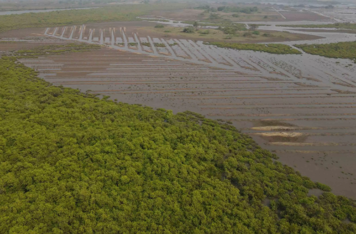 Bandar mangrove deforestation