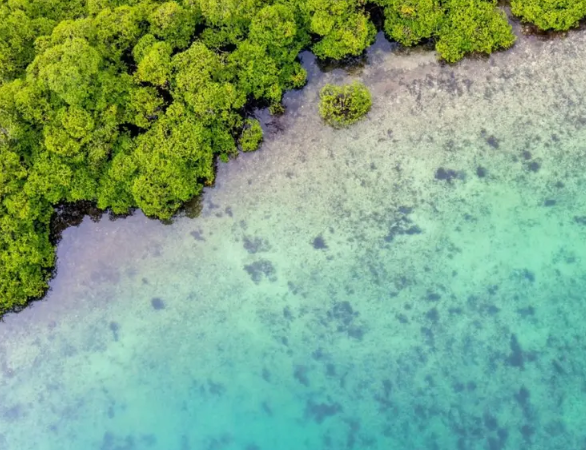 mangroves help raise hundreds of billions of fish
