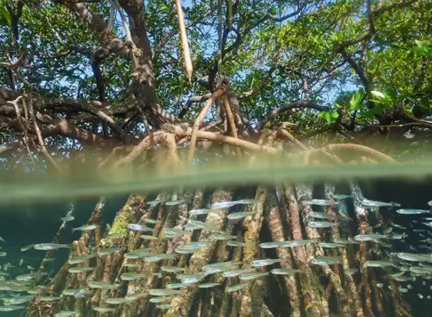 Puerto Rico resilience