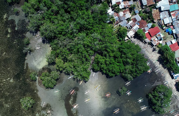Philippines uses mangrove buffer zones to protect its coastlines
