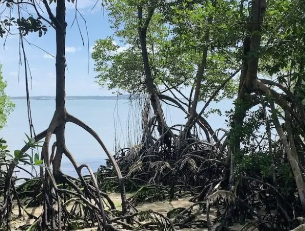 Study shows how El Niño and La Niña climate swings threaten mangroves worldwide