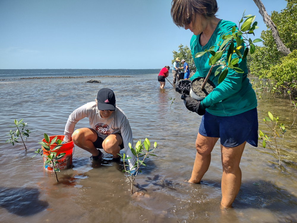 A helping hand for mangroves