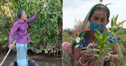 mangrove heroes