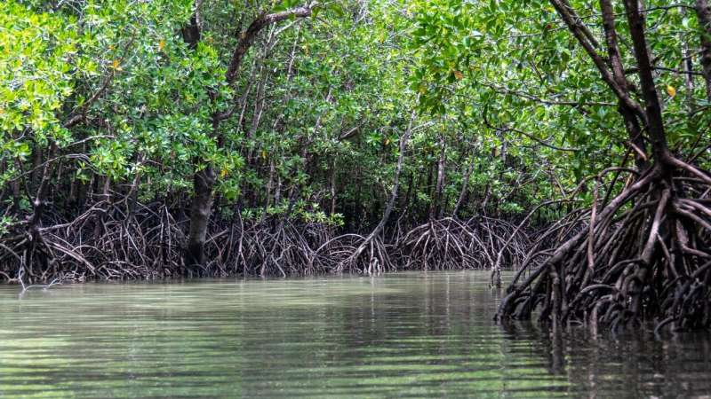 Mangrove forests nurture vast populations of commercially important marine species