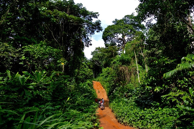 Reviving Niger Delta’s Mangroves: A Natural Solution To Climate Crisis