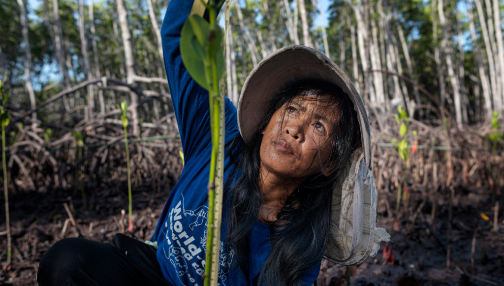 Image source - https://www.photography.mangroveactionproject.org/winners/winners-2025