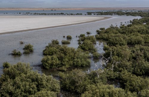 Image source - https://www.fao.org/neareast/news/blog/Opinions/2025/08/26/miracle-on-the-edge-of-the-desert-saudi-arabia-mangrove-forests/en