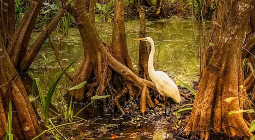 Image source - https://www.eurasiareview.com/10102025-tanintharyis-mangrove-deforestation-amid-political-crisis-analysis/