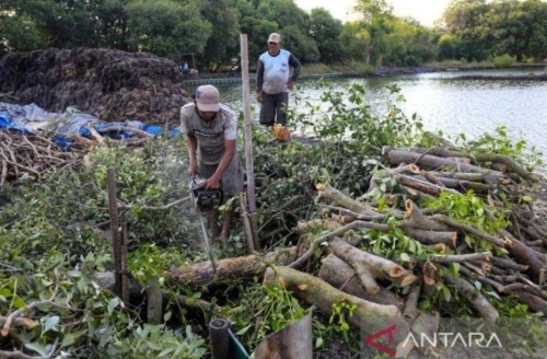 image source - https://rri.co.id/en/national/1930366/ri-faces-mangrove-crisis-as-750-000-hectares-reported-damaged-or-lost