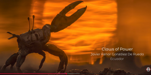 MAP{ video shown at COP30