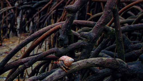 MAPS 2024 Annual report now available