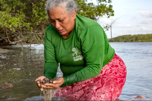 Image source - https://rare.org/stories-articles/the-mothers-of-the-mangrove/