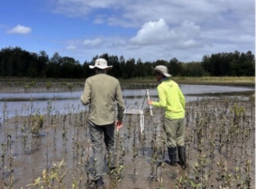 Image source - https://globalwetlandsproject.org/small-cameras-big-clues-what-mangrove-wildlife-is-telling-us-across-the-glow-network/