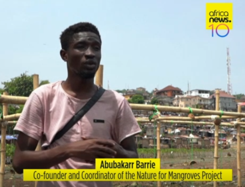 Image source - https://www.africanews.com/2026/05/26/mangrove-loss-threatens-sierra-leones-oyster-harvesters/