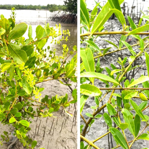 9 mangroves identified for medicinal benefits
