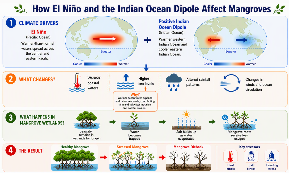 Image source -https://www.unescap.org/blog/what-climate-signals-reveal-about-mangrove-risks