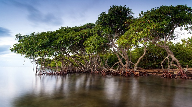Image source - https://www.environewsnigeria.com/cross-river-mangrove-destruction-sparks-concern-over-coastal-development/