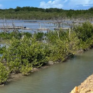 Image source - https://www.sei.org/features/how-is-community-led-rehabilitation-restoring-mangroves-in-the-dominican-republic/
