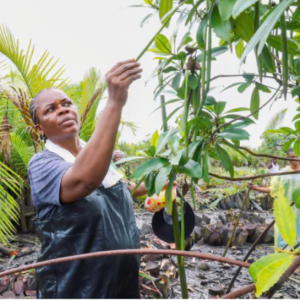 Image source - https://www.theguardian.com/global-development/2026/oct/02/one-green-shoot-at-a-time-the-women-restoring-mangrove-forests-in-the-oil-ravaged-niger-delta