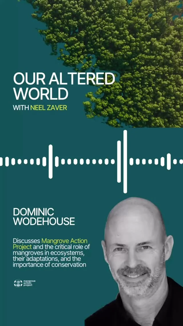 🎙️ It was an honour to be featured on @ukhealthradio as part of Neel Zaver’s Our Altered World series.MAP Executive Director Dominic Wodehouse spoke with Neel about everything from his inspiration for getting into mangrove conservation and the growth of Mangrove Action Project to mangrove migration, carbon credits, and intersectoral challenges.🎧 Listen now via our link in bio#EcosystemRestoration #CoastalCommunities #MangroveConservation #BlueCarbon #BlueEconomy