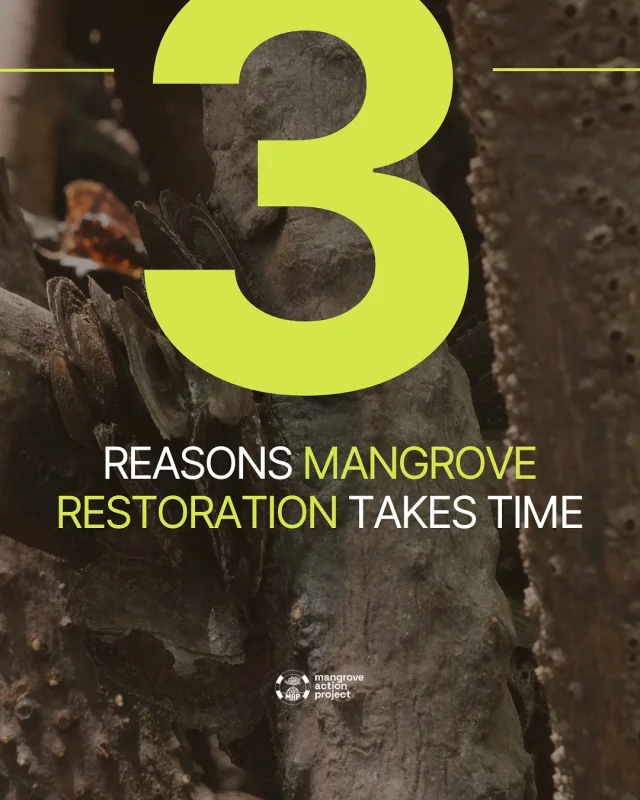 ⌛Mangrove restoration takes time.It takes careful site selection, restoration of natural processes, ongoing monitoring and management, and close collabor with local communities and stakeholders.👉 Swipe to learn more#MangroveRestoration #WetlandConservation #CommunityEngagement #ClimateAdaptation