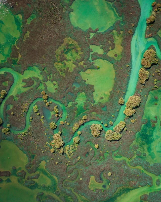🤔 Can you guess this mangrove country?This stunning aerial image by @jakemasondiving shows just one of the unique mangrove landscapes in Australia, which provide important habitats for wildlife and protect coastlines from erosion. 🇦🇺The country is home to 9,910 square kilometres of mangrove forest coverage, with the Great Barrier Reef, Shark Bay, and Ningaloo World Heritage Sites all boasting mangroves.🌱 Interestingly, Australia is thought to be one of the few countries where mangrove coverage has actually increased due to sea level rise, leading local scientists and conservationists to test the deployment of floating mangrove pontoons for growing and harvesting mangrove forests.