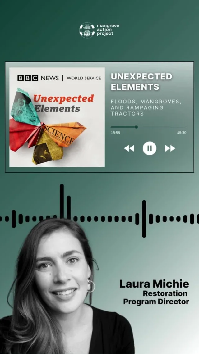 🎙️Looking for an inspiring, science-packed podcast? Look no further!Our Restoration Program Director Laura Michie was interviewed by marnie chesterton in this week’s edition of @bbc’s “Unexpected Elements.”🌊 This episode is all about #flooding, so Laura shared the vital role that mangroves play in protecting coastal communities from rising waters and increasingly severe floods.Tune in to learn why conserving and restoring these natural guardians is more critical than ever: check out the link in bio.#MangroveConservation #MangroveRestoration