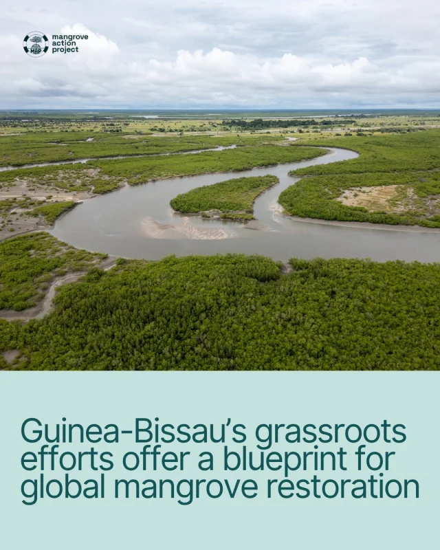 🌱 A “grassroots revolution”Guinea-Bissau boasts the highest proportion of mangrove coverage in the world. But like many countries, their mangroves are under threat, with nearly one-third declining over the past 80 years. 🇬🇼But ecological mangrove restoration efforts led by local communities, national organizations, and international partners is seeing these forests bounce back, improving climate resilience and supporting the economy.And their success is having a ripple effect.Read more 🔗 Link in bio#MangroveRestoration #Ecology #CommunityEmpowerment
